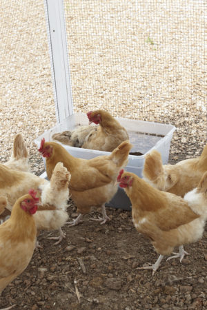 how-to-stop-hens-from-pecking-each-other